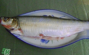 釣翹嘴魚(yú)用什么餌料好？翹嘴魚(yú)什么時(shí)候好釣