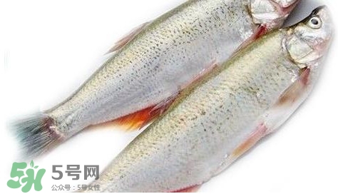 白條魚(yú)能長(zhǎng)多大？白條魚(yú)可以長(zhǎng)多大？