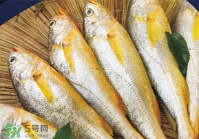 小黃魚長大后會不會變成大黃魚？