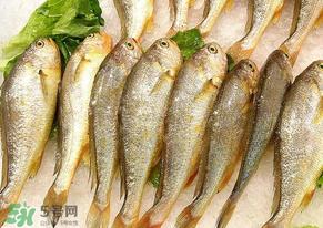 小黃魚長大后會不會變成大黃魚？