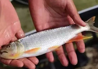 馬口魚能長多大？馬口魚最大能長多長？