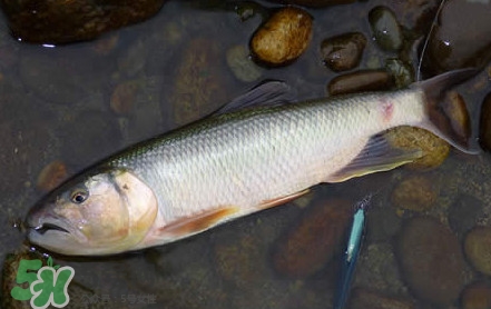 馬口魚是海魚嗎？馬口魚是什么魚