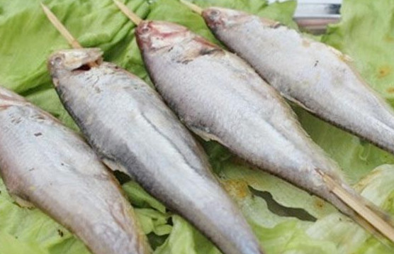 釣馬口魚用什么餌料？釣馬口魚用什么打窩？