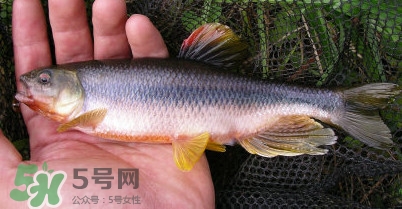 馬口魚多少錢一斤2017？野生馬口魚多少錢一斤？