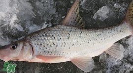 釣翹嘴魚(yú)用什么餌料好？翹嘴魚(yú)什么時(shí)候好釣