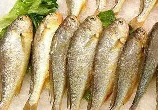 小黃魚(yú)可以養(yǎng)殖嗎？小黃魚(yú)能人工養(yǎng)殖嗎？