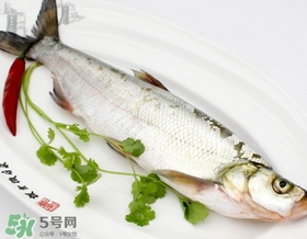 白條魚(yú)能長(zhǎng)多大？白條魚(yú)可以長(zhǎng)多大？