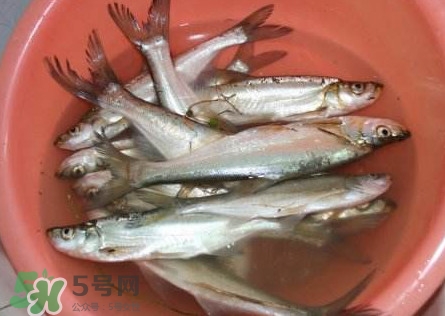 翹殼是什么魚(yú)？翹殼魚(yú)多少錢(qián)一斤2017？