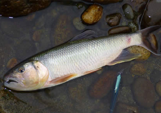 馬口魚多少錢一斤2017？野生馬口魚多少錢一斤？