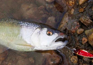 釣馬口魚用什么餌料？釣馬口魚用什么打窩？