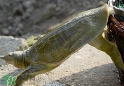 如何區(qū)分野生甲魚？野生甲魚辨識圖片