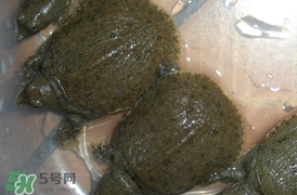 野生甲魚吃什么？野生甲魚幾年可以長5斤？