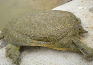 如何區(qū)分野生甲魚？野生甲魚辨識圖片