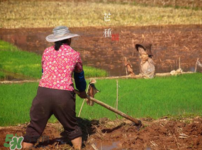 芒種種什么？芒種種什么疏菜？