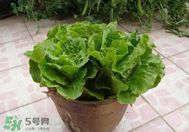 六月份可以種生菜嗎？夏天可以種生菜嗎？