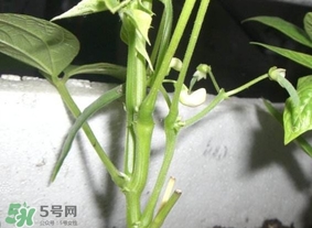 刀豆什么時(shí)候播種？刀豆幾月份播種