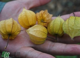 花姑娘水果怎么吃？花姑娘水果吃之前要洗嗎？