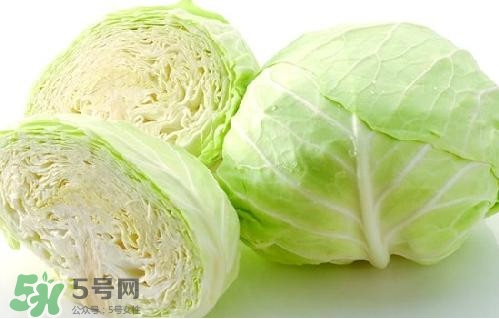 圓白菜是卷心菜嗎？圓白菜是不就是卷心菜