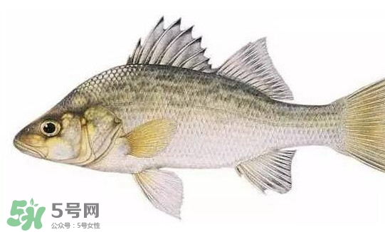 鱸魚(yú)怎么做好吃又簡(jiǎn)單？清蒸鱸魚(yú)的做法