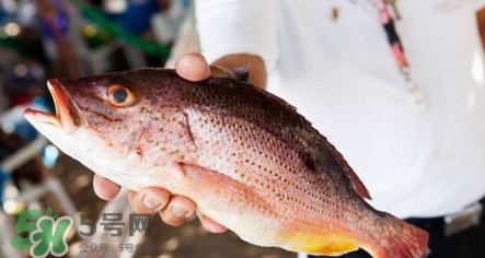 鱸魚(yú)刺多嗎？鱸魚(yú)適合做給寶寶吃嗎？