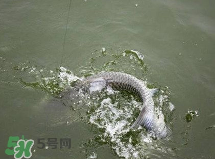 釣青魚怎么調(diào)漂圖解？釣青魚最佳調(diào)漂是幾目