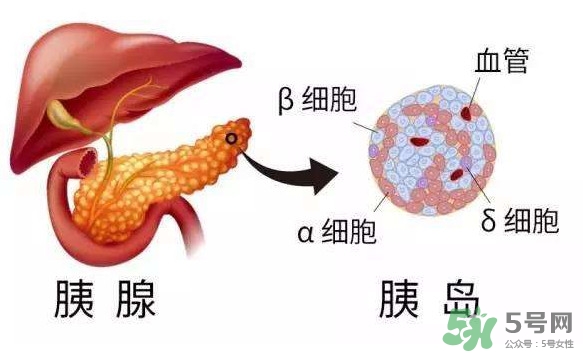 胰島素為什么不能口服？胰島素有什么副作用