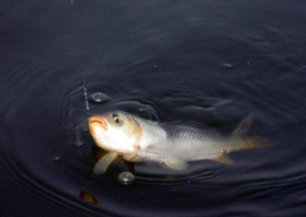 六月份怎么釣鯽魚？6月份釣鯽魚用什么餌料？