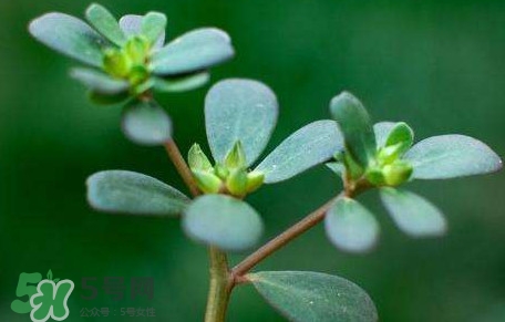 螞蚱菜對人體有哪些好處？螞蚱菜不能和什么一起吃