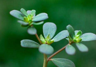 螞蚱菜洗好后怎么保存？剛采的螞蚱菜能存放幾天