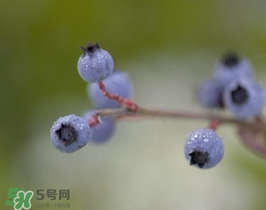 野生藍(lán)莓多少錢一斤？野生藍(lán)莓多少錢一箱？