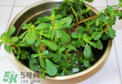 馬蜂菜治什么?。狂R蜂菜的功效與作用