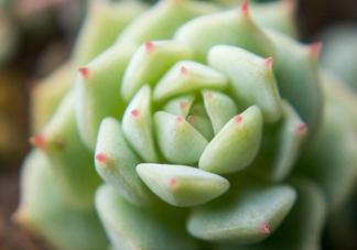 多肉植物能吃嗎？多肉植物哪些可以吃