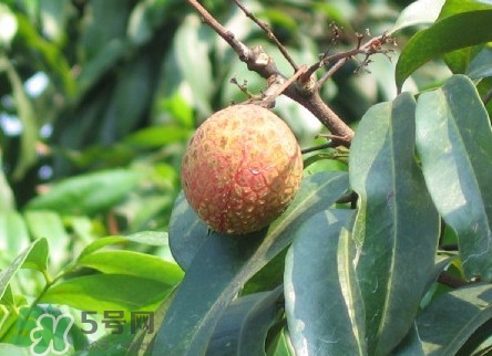 增城掛綠荔枝最貴多少錢(qián)？掛綠荔枝和普通荔枝有什么區(qū)別