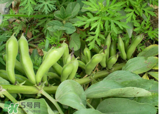 夏天可以種什么蔬菜？夏天適合種什么蔬菜？