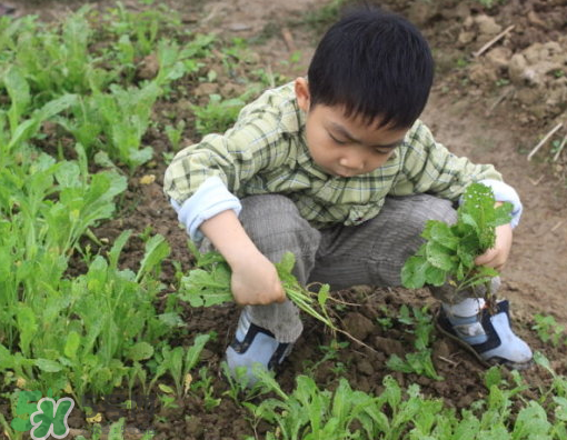 八月份可以種什么菜？八月份適合種植的蔬菜