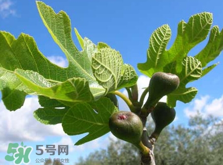 無花果葉子煮水有什么作用？無花果葉泡水喝的功效