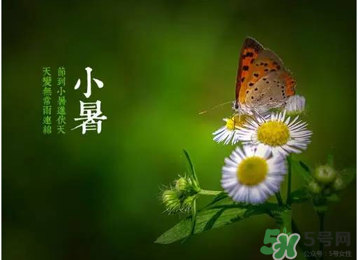 小暑種什么菜？小暑為什么要種牽牛花？