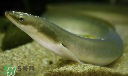 鰻魚是鱔魚嗎？鰻魚是白鱔嗎