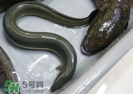 鰻魚多少錢一斤？野生鰻魚多少錢一斤