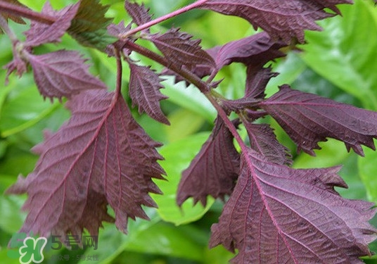 紫蘇是什么植物？紫蘇是發(fā)物嗎？