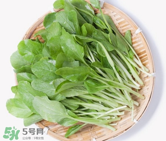 雞毛菜有什么營養(yǎng)價值？雞毛菜的功效與作用