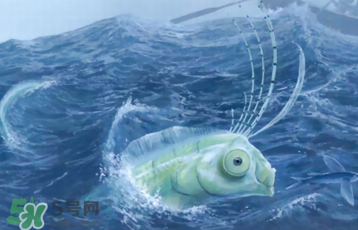 皇帶魚可以吃嗎？皇帶魚是帶魚的一種嗎