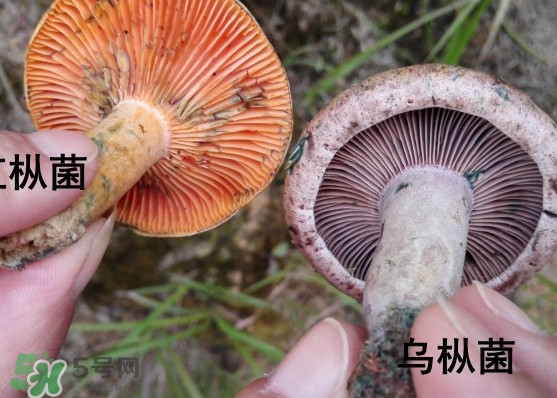 樅樹菌怎樣保存至冬季？樅樹菌能和榨菜一起吃嗎