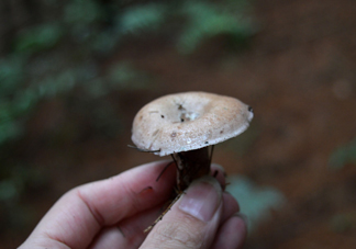 重陽菌什么時候有？重陽菌不能與什么食物一起吃