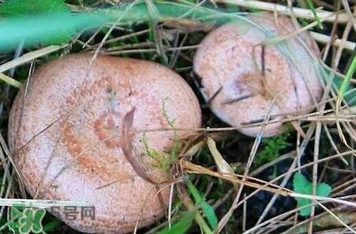 重陽菌多少錢一斤？重陽菌怎么清洗