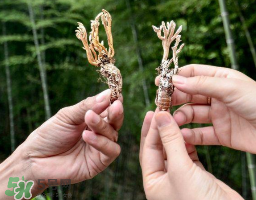 蟬花多少錢一斤 蟬花是怎么形成的