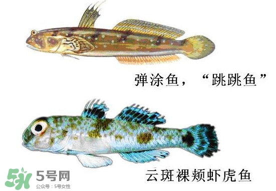 彈涂魚多少錢一斤？彈涂魚有毒嗎