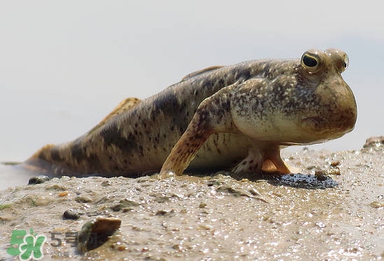 跳跳魚是什么魚？跳跳魚是不是泥鰍