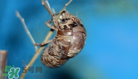 幼蟬猴怎么保存？幼蟬猴怎么清洗