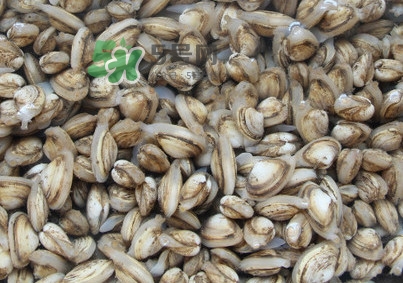 海瓜子煮多久能熟？海瓜子為什么放在水里殼不張開